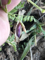 Astragalus lindheimeri