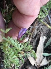 Astragalus lindheimeri