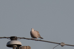 Streptopelia decaocto