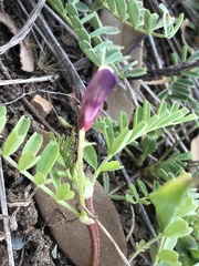 Astragalus lindheimeri