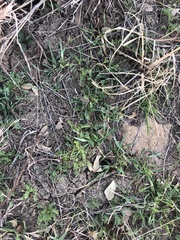 Astragalus lindheimeri