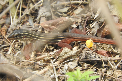 Yucatan Whiptail, Aspidoscelis angusticeps