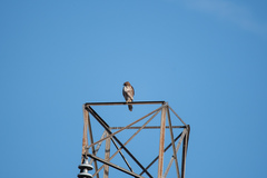 Buteo jamaicensis