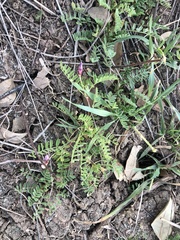 Astragalus lindheimeri