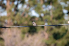 Colaptes auratus