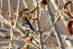 Setophaga coronata