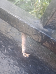 Liothula omnivora