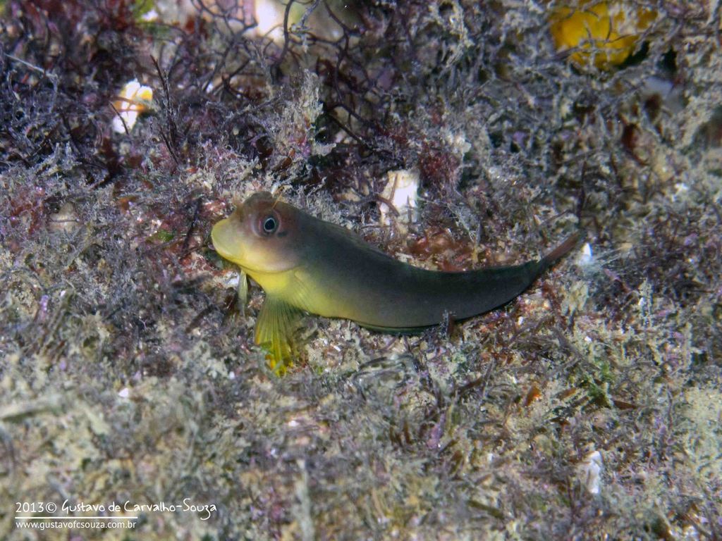 Redlip Blenny