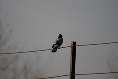 Columba livia