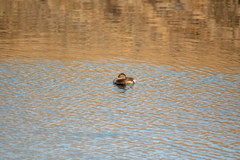 Podilymbus podiceps