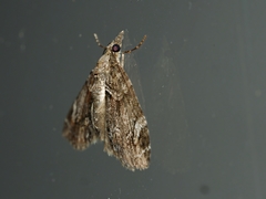 Microdes diplodonta