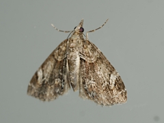 Microdes diplodonta