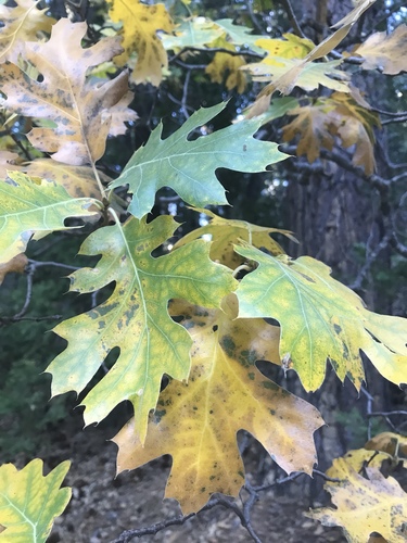 iNaturalist observation photo of California black oak