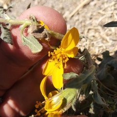 Simsia foetida foetida