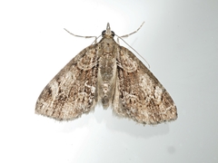 Microdes diplodonta