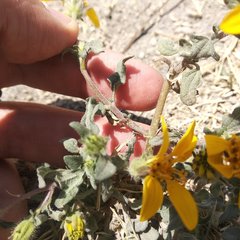 Simsia foetida foetida