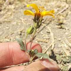 Simsia foetida foetida