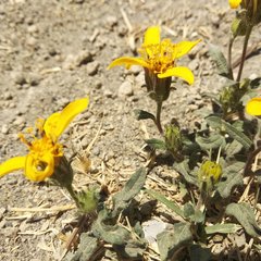 Simsia foetida foetida