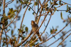 Zonotrichia leucophrys