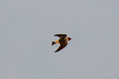 Petrochelidon pyrrhonota