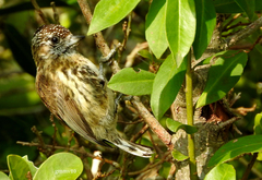Picumnus nebulosus