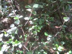 Coprosma pedicellata