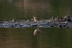 Charadrius vociferus