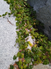 Vitis peninsularis