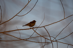 Setophaga coronata