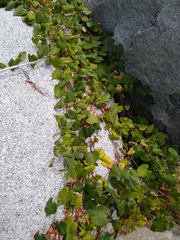 Vitis peninsularis