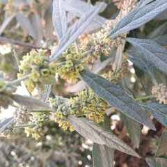 Buddleja sessiliflora