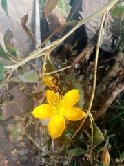 Mentzelia arborescens