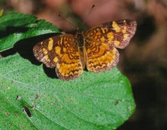 Anthanassa frisia