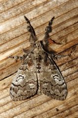 Dasychira cinnamomea