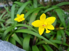 Spathoglottis gracilis