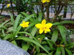 Spathoglottis gracilis
