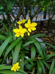 Spathoglottis gracilis