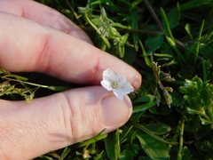 Claytonia virginica