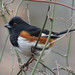 Eastern Towhee - Photo (c) Carrie Seltzer, some rights reserved (CC BY-NC), uploaded by Carrie Seltzer