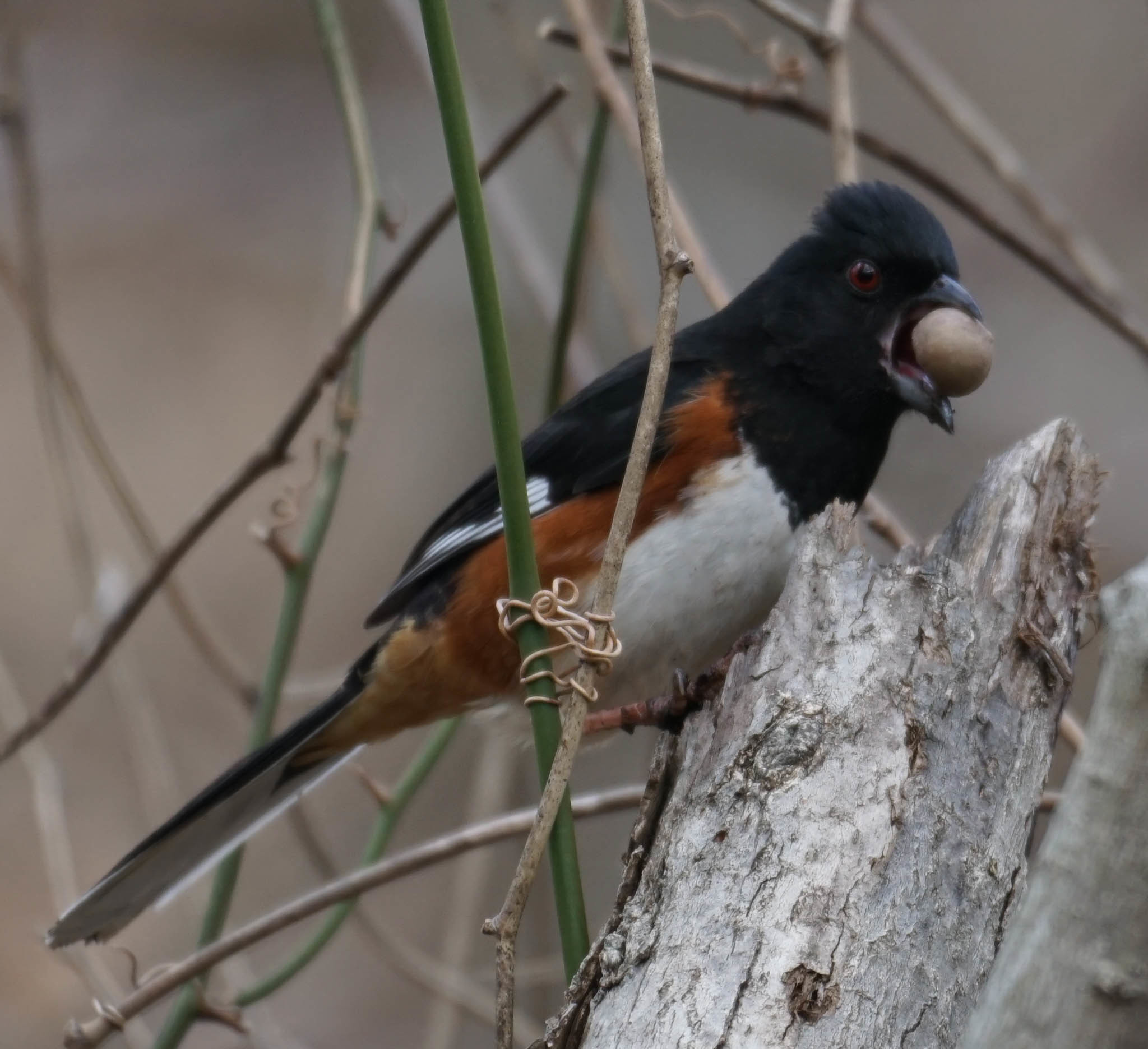 Eastern Towhee illustration