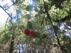 Coprosma pedicellata