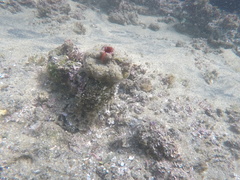 Pyuridae