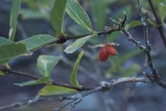 Lonicera hispida