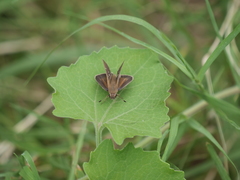 Lerodea eufala eufala