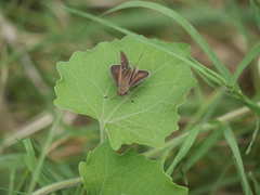 Lerodea eufala eufala
