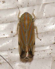 Deltanus texanus