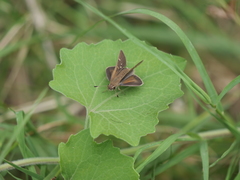 Lerodea eufala eufala