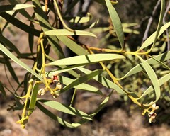 Santalum