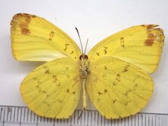 Eurema blanda