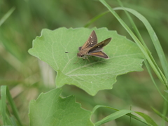 Lerodea eufala eufala